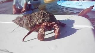 Giant Atlantic Hermit Crab in a spiral tulip conch shell!