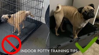 Potty Training a Pug Puppy Part 2 | Indoor Potty Solutions