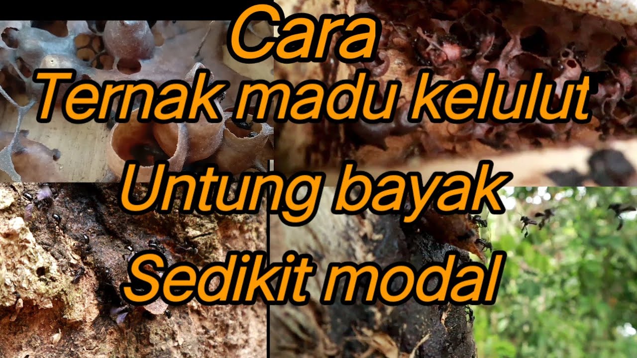 Cara ternak lebah kelulut terbaik tahun 2020 