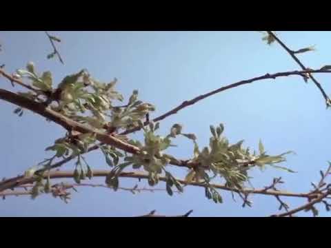 سيدي طالت ليالي الاانتظار