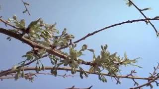  سيدي طالت ليالي الاانتظار - اسمعها