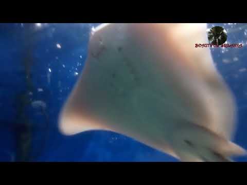 Blue Spotted Stingray  බ්ලු ස්පොටඩි ස්ටින්ග්රේ -  BEAUTIFUL SRILANKA