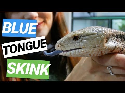Video: Skink De Lengua Azul - Tiliqua Reptile Breed Hipoalergénico, Salud Y Vida útil