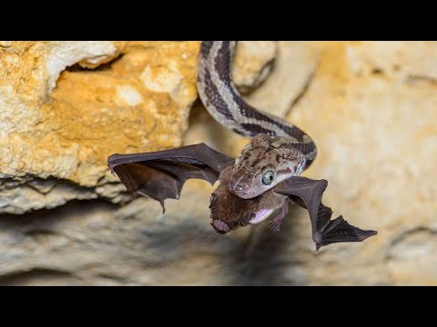 Video: Incredibile serpente volante