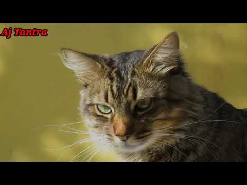 वीडियो: एक बिल्ली का बधियाकरण: पेशेवरों और विपक्ष