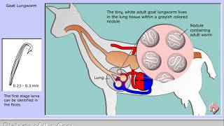 Life cycle of Muellerius capillaris - the goat lungworm