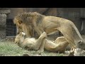 【天王寺動物園の過去動画】ルナを好きでたまらないガオウ💗ライオンのカップル