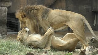 [Past video of Tennoji Zoo] Gaou 💗 Lion couple who loves Luna