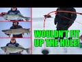 Fish wouldnt fit up the hole  sniping big walleye  pike with livescope on lake winnipeg