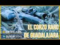 ✅ EL CORZO RARO DE GUADALAJARA con RAFA CARRILLO y el rifle BERGARA B14 WILDERNESS Thumbhole Carbon