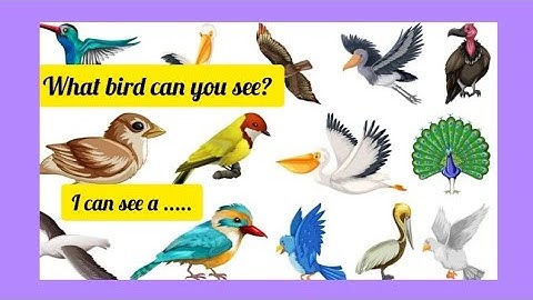 ENNUM EZHUTHUM/Term 2/English//Module 1/Birds around us