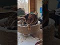 Tesla prepping for a nap ❤️🐱❤️