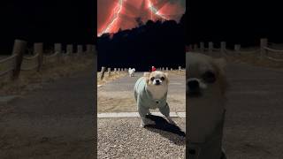 Should I Stay Or Should I Go #strangerthings #yodajjeom #fyp