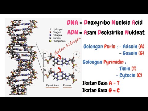 Video: Dari Sitogenetika Hingga Sitogenomik: Pengurutan Seluruh Genom Sebagai Tes Lini Pertama Secara Komprehensif Menangkap Beragam Spektrum Variasi Genetik Penyebab Penyakit Yang Mendas