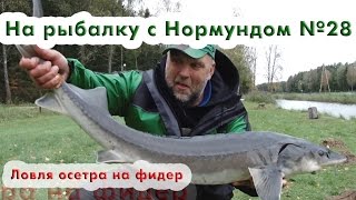 Ловля осетра на фидер : На рыбалку с Нормундом #28 видео Ловля осетра: на что ловить, на что клюет, как ловить на удочку