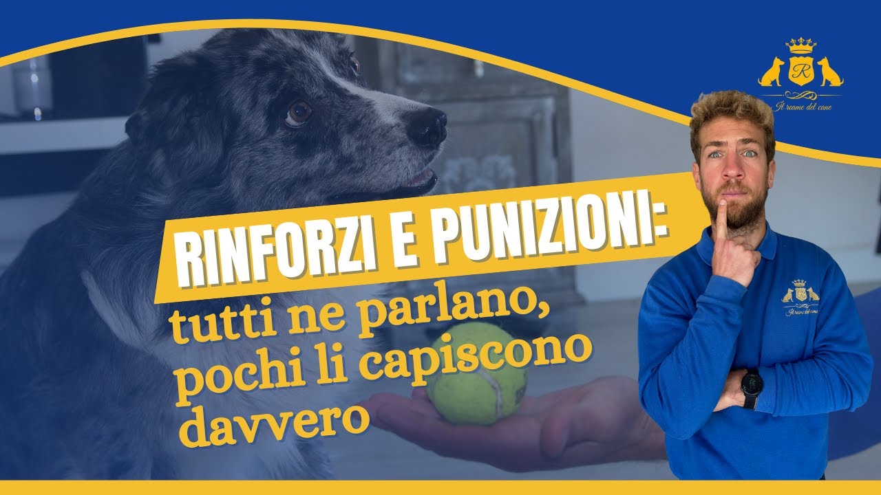 Rinforzi e punizioni: tutti ne parlano, pochi li capiscono davvero