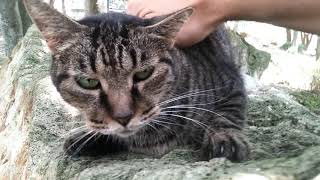 石の上で寝ていたキジトラ野良猫を撫でる