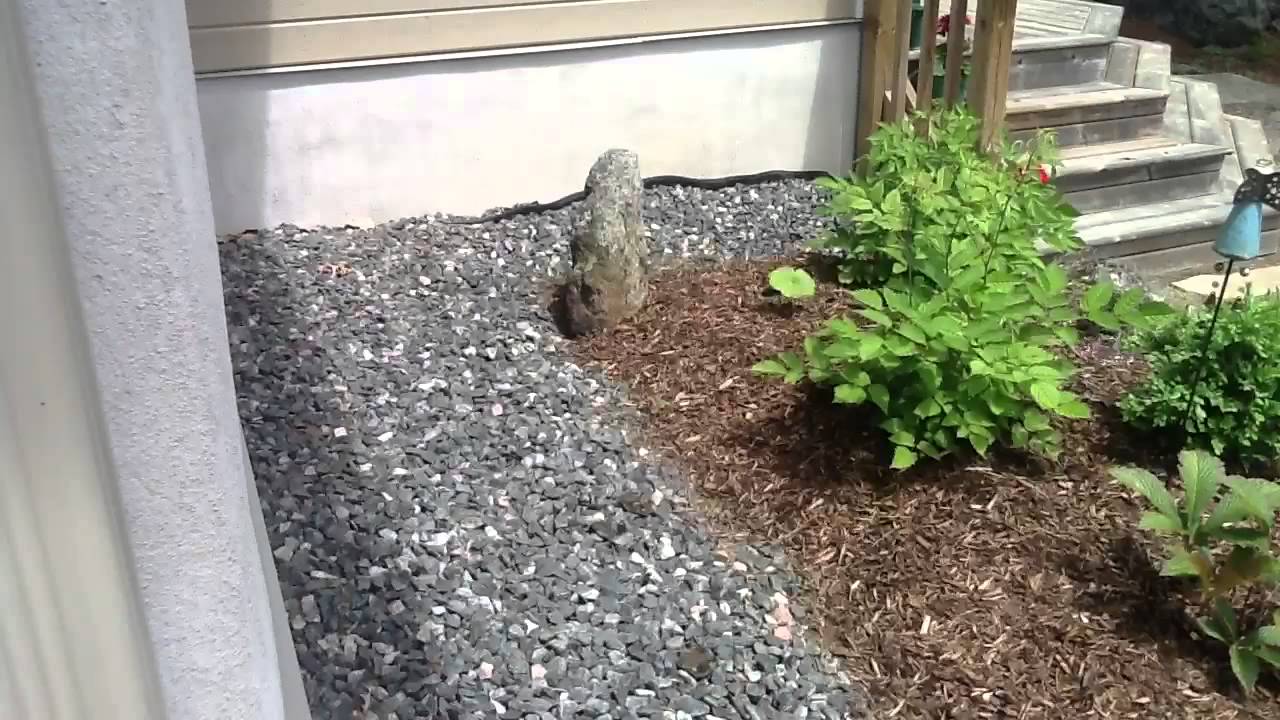 camera iphone 8 plus apk Gray Rat Snake