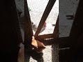 Cat-Nip [PILOT]