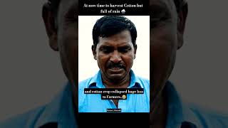 Cotton crop Farmers sadness due to heavy rains and collapsed cotton crop #india #farmers #hyderabad
