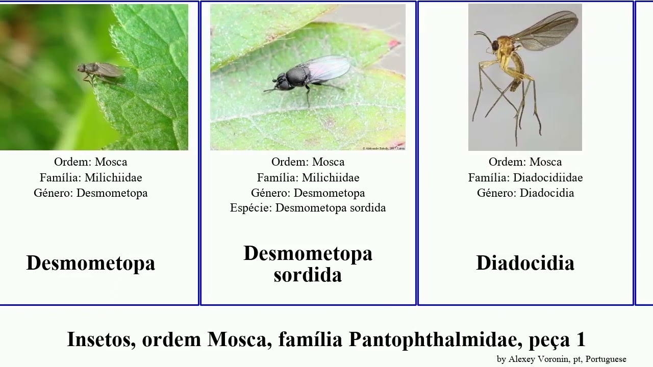 Insetos, ordem Mosca, família Pantophthalmidae, peça 1 diana insect minima subtilis stimulator