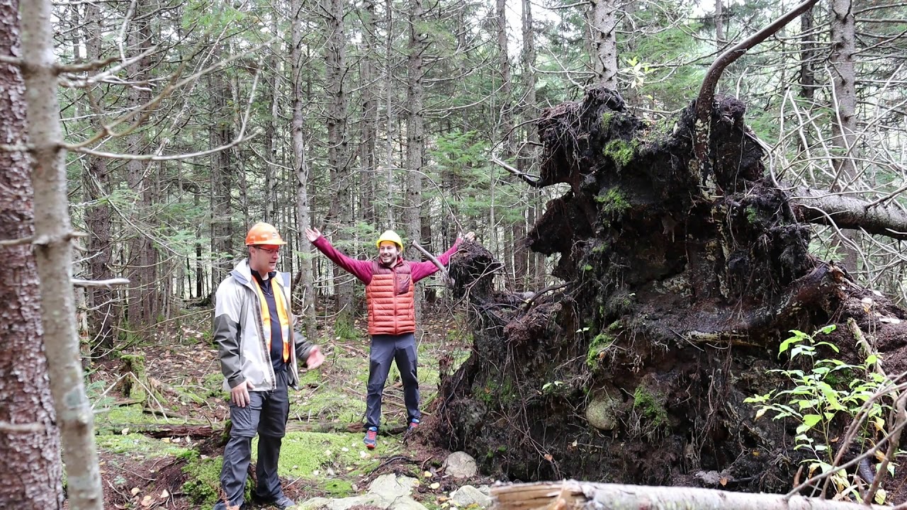 Les stades évolutifs de la forêt