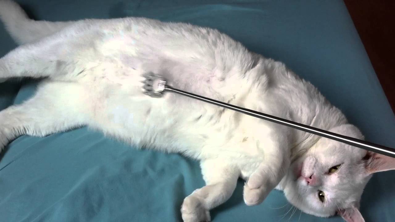 Cat Loves Back Scratcher YouTube