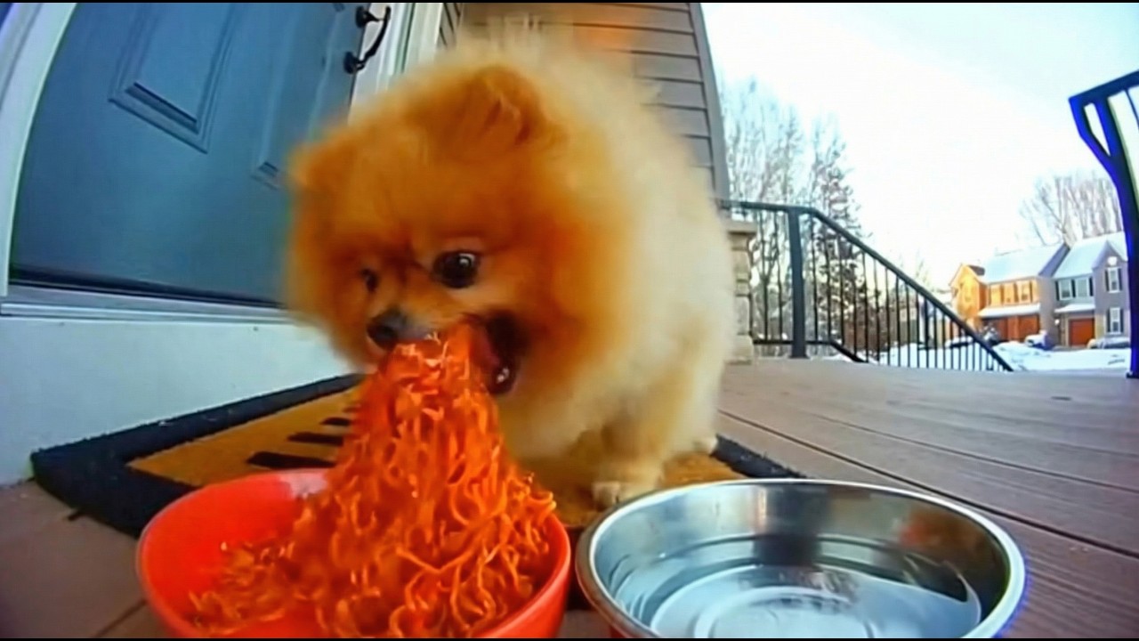 Cute Animals Reacting to Spicy Noodles on Ring Cam | Funny CCTV Compilation