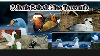 6 Jenis bebek hias tercantik