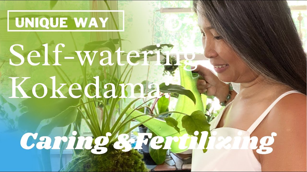 Self-Watering Kokedama: Care And Fertilization