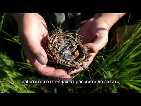 Видео: Оценка потенциального воздействия хищных птиц на юго-западный атлантический краб-скрипач Leptuca Uruguayensis