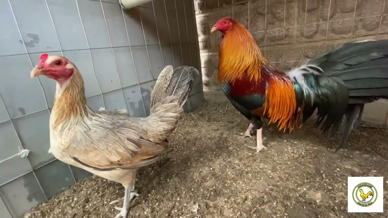 Gira patas verdes con Gallo Kelso YouTube