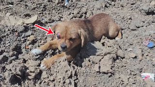 A Loyal Pup Left In A Field With An Eyeball Popped Out Waits Quietly For Its Master’S Return. by Animal Rescue Center-LiuLi 1,356 views 2 days ago 5 minutes, 19 seconds