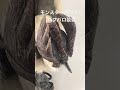 自分で作ったガチコスプレ衣装／モンスターハンターバフバロ装備 #shorts #モンハン