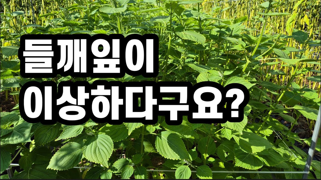 들깨잎 꼭 살피세요(#들깨병충해방제,#들깨재배,#들깨농사) - YouTube