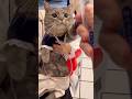 お外でおててをパタパタさせる猫が可愛すぎた...#shorts #猫 #マンチカン