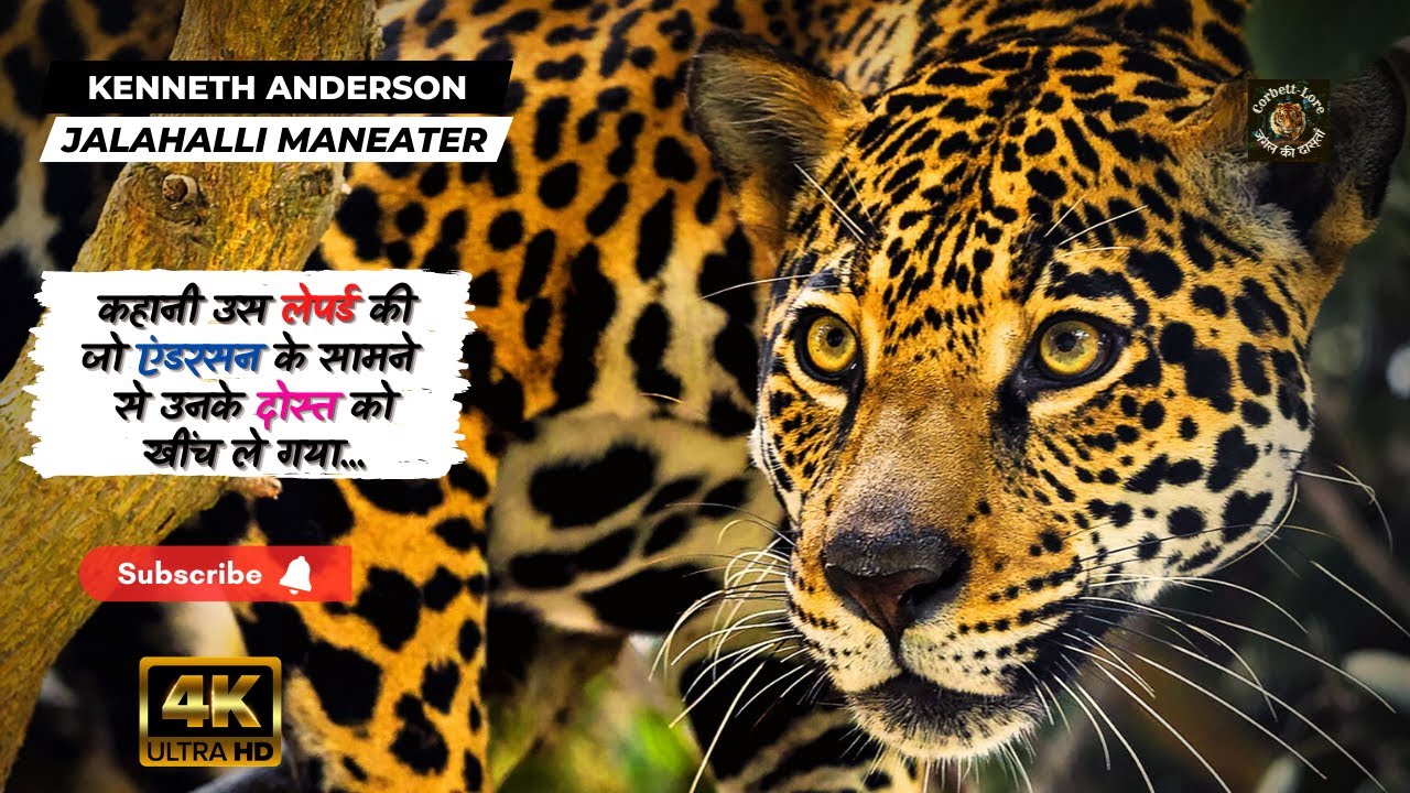 कहानी उस लेपर्ड की जो एंडरसन के सामने से उनके दोस्त को खींच ले गया #Jalahalli #Maneater #4K #Corbett