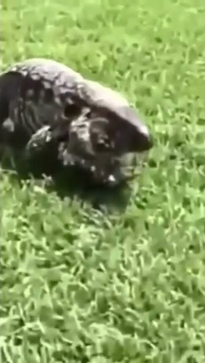 biawak bikin kaget aja🤣🤣🤣🤣