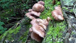 Tsukiyotake, the most poisonous mushroom in Japan that causes