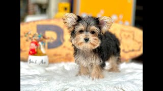 Chó Yorkshire Terrier cực phẩm | Chomeocanh.com by MeowGo Pets Farm | Chomeocanh 121 views 5 months ago 1 minute, 32 seconds