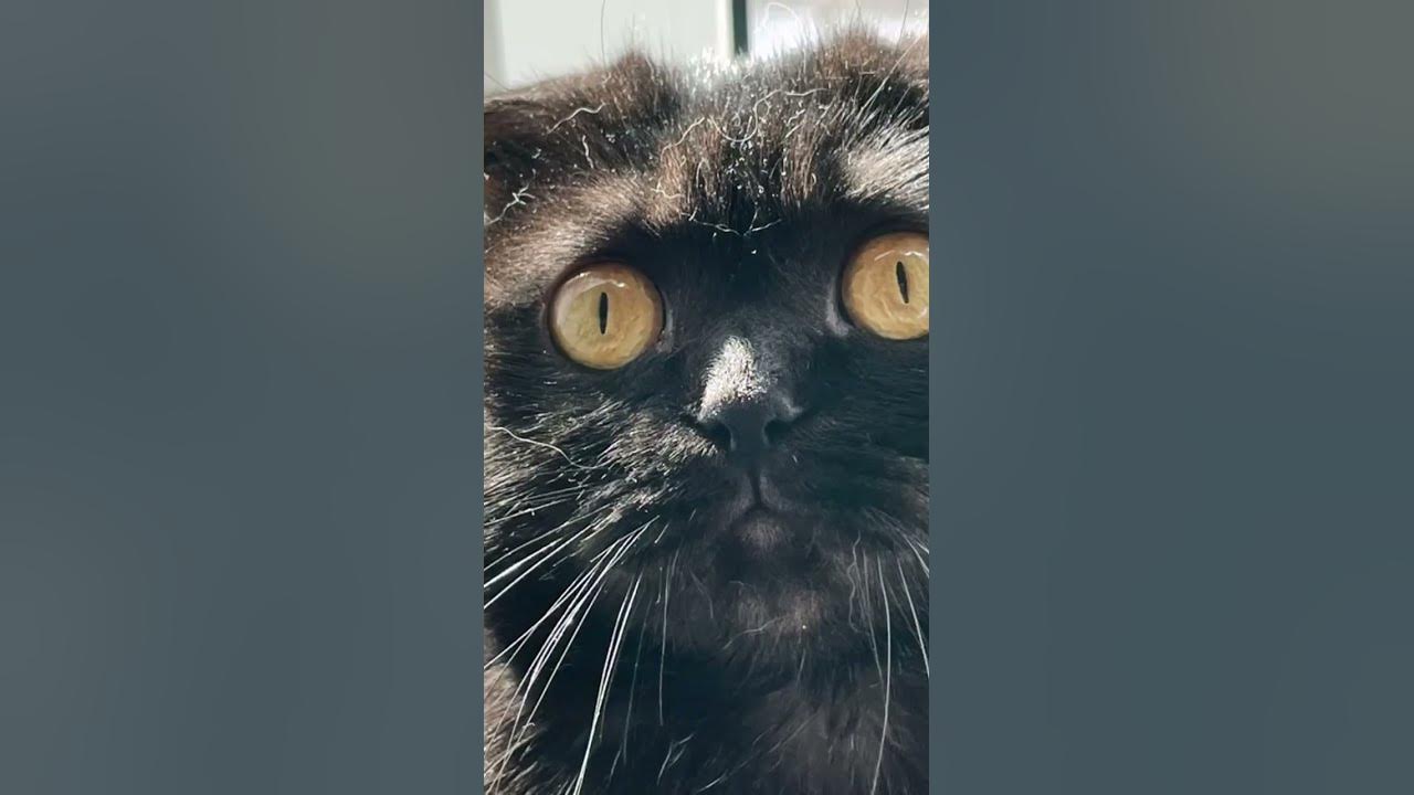 котэ - YouTube