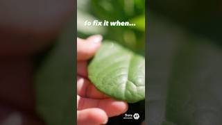 🧂 The 1-Spoon Secret to Dark Green Leaves! 🌿✨ #gardentips #shorts