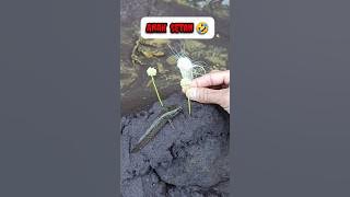 WHOSE CHILD IS THIS - CHANNA FISH #shorts #channa #limbata #viral