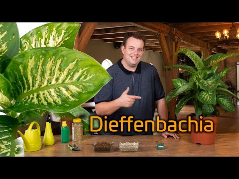 Video: Hoe Dieffenbachia-planten te snoeien: tips voor het snoeien van een Dieffenbachia