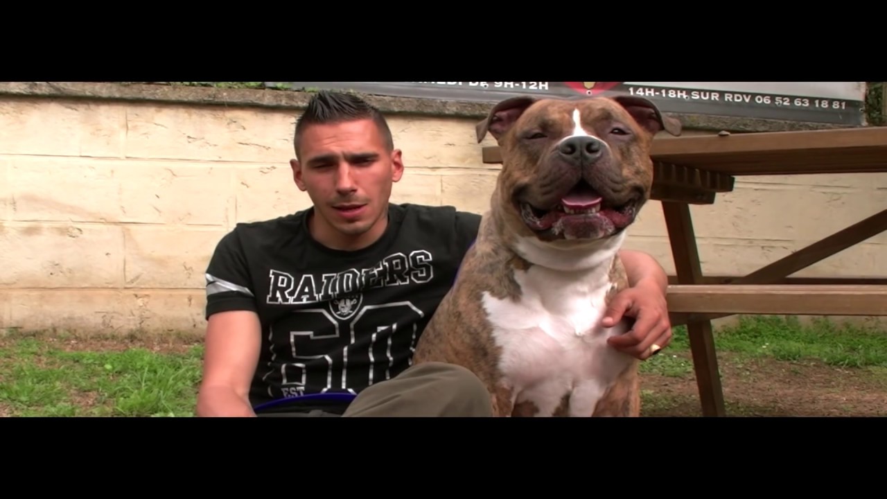 AMERICAN STAFFORDSHIRE TERRIER XL EDUCATION CANINE YouTube