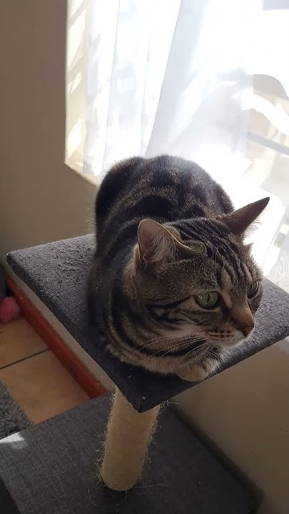 Hissing cat