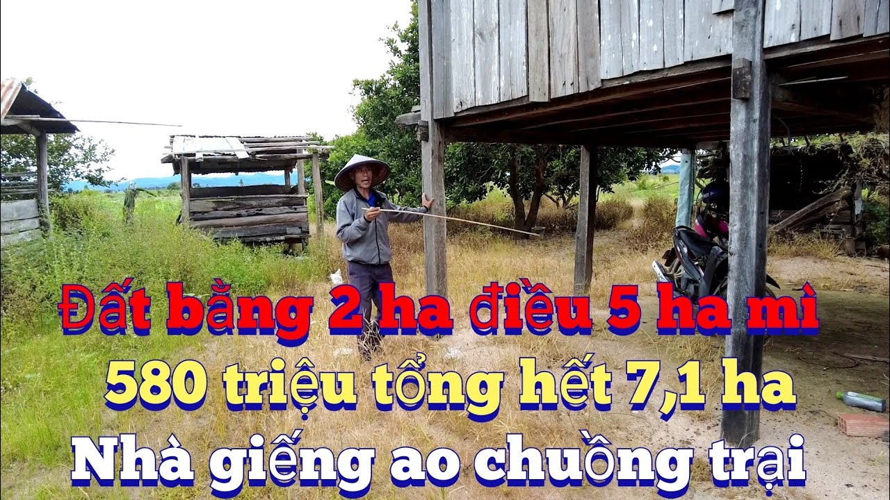 Cần nhượng 7 ha đất đen có 2 ha điều có nhà chuồng trại ao giếng.