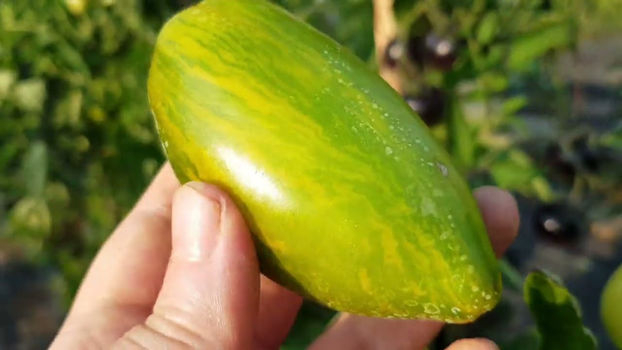 Гном Дерзкая Мери / Dwarf Saucy Mary 13,08,22