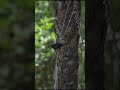 Black drongo  taking off  slow motion