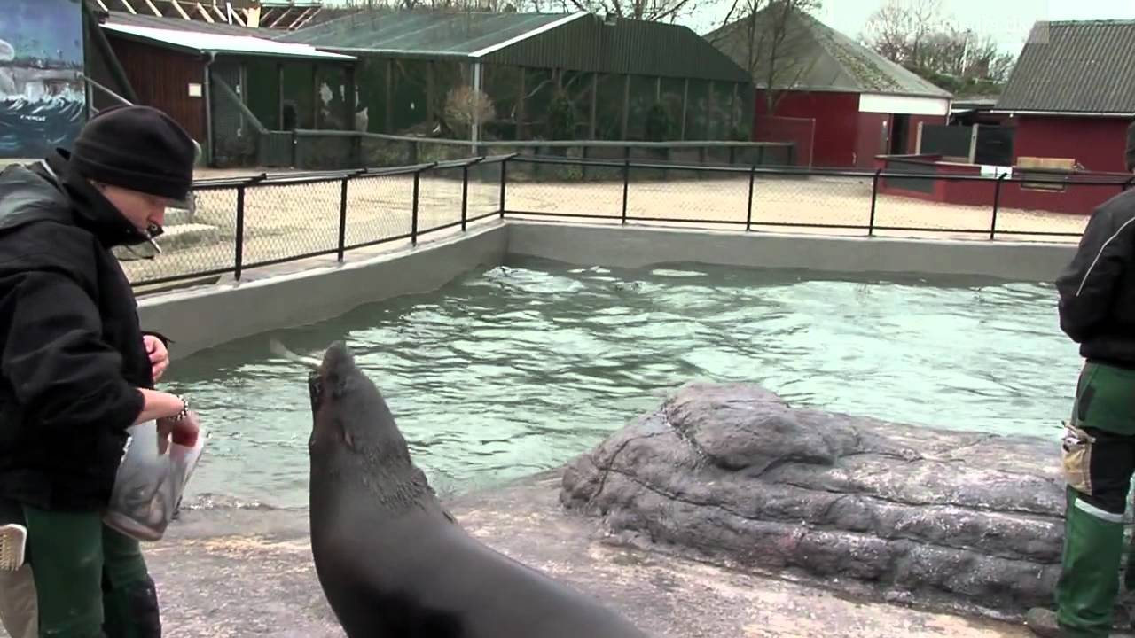 Dyreparken 2: Når løven er en bjørn